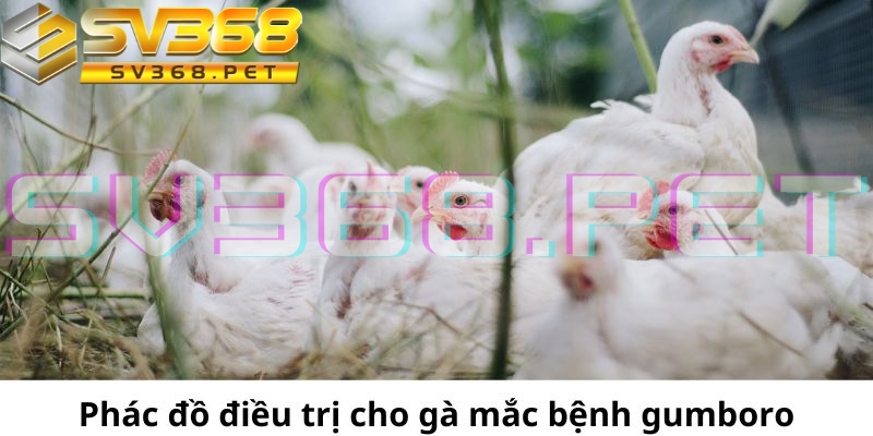 Một số thông tin về phác đồ điều trị cùng biện pháp phòng tránh cho gà không mắc căn bệnh này